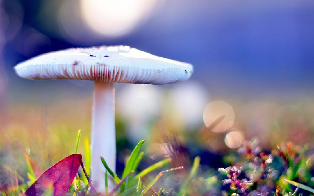 时间只留下美丽和一片狼藉