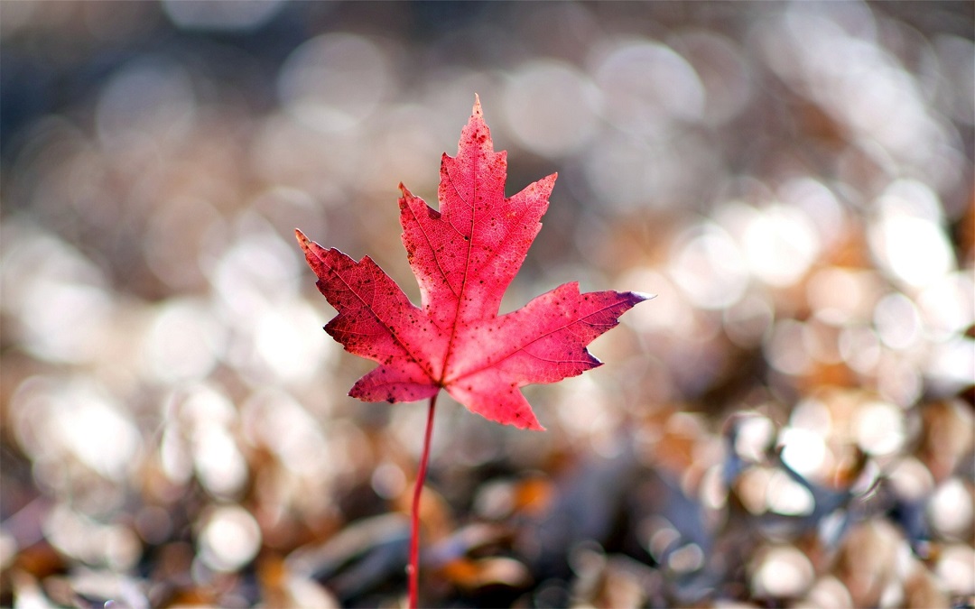 爱是藏不住的，闭上嘴巴，眼睛也会说出来