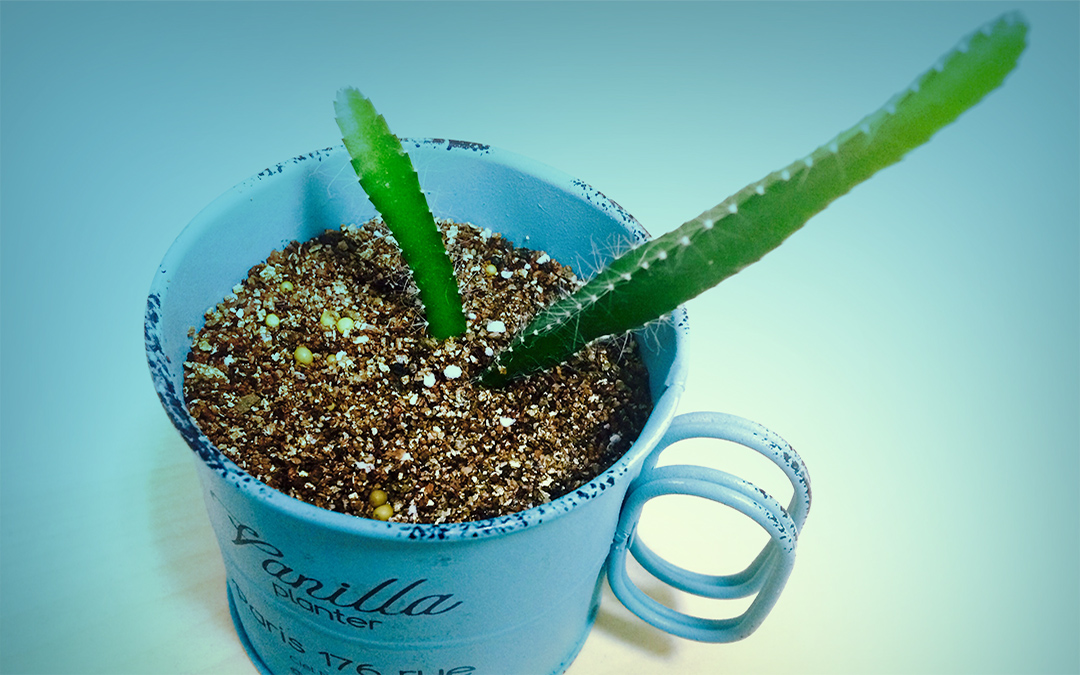 微笑保持善良，理想不卑不亢