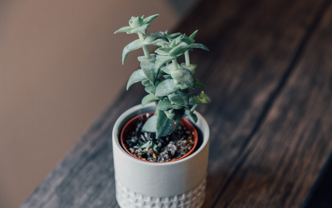 人生最大的幸福莫过于固执和深情得到回应