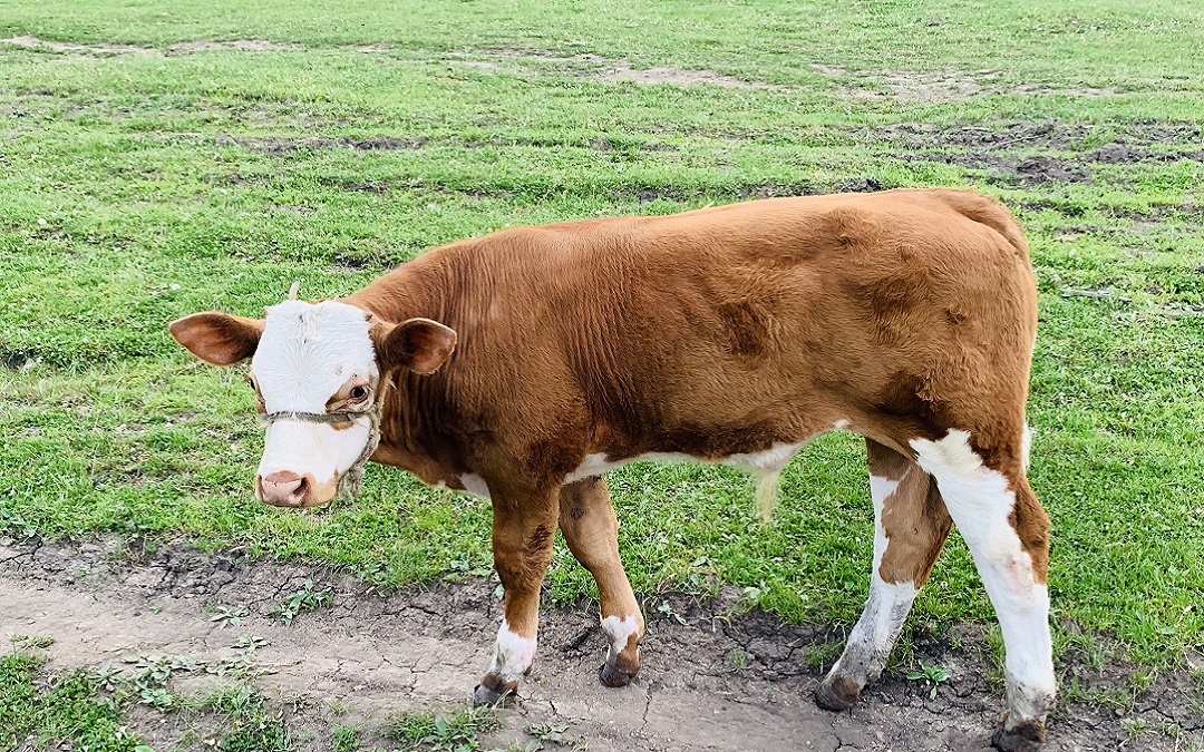 越认真生活，生活会越美丽